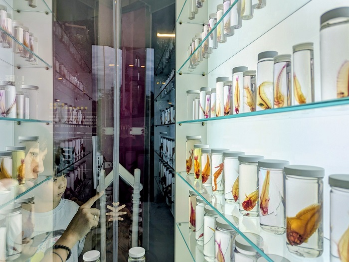 生態時代館「生命之礁」主題特展,展出魚類標本,呈現魚骨樣貌(圖片來源:中央研究院)